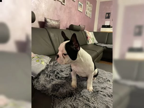 cucciolo bouledogue francese blu merle  | Foto 3