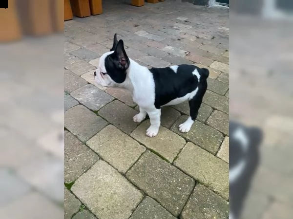 cucciolo bouledogue francese blu merle  | Foto 2