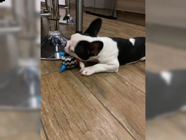 cucciolo bouledogue francese blu merle  | Foto 1