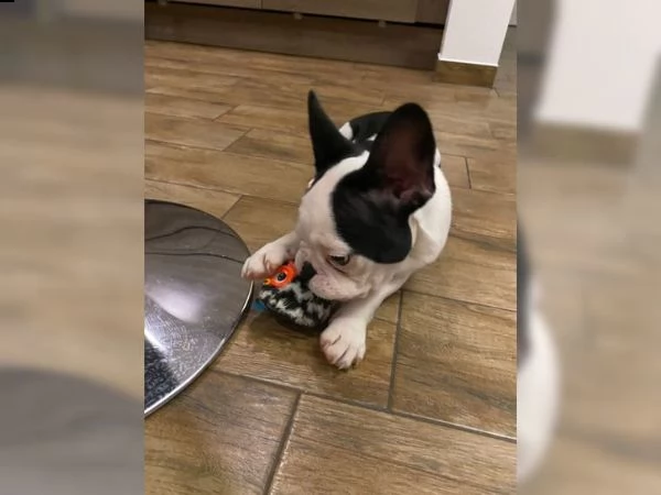 cucciolo bouledogue francese blu merle 