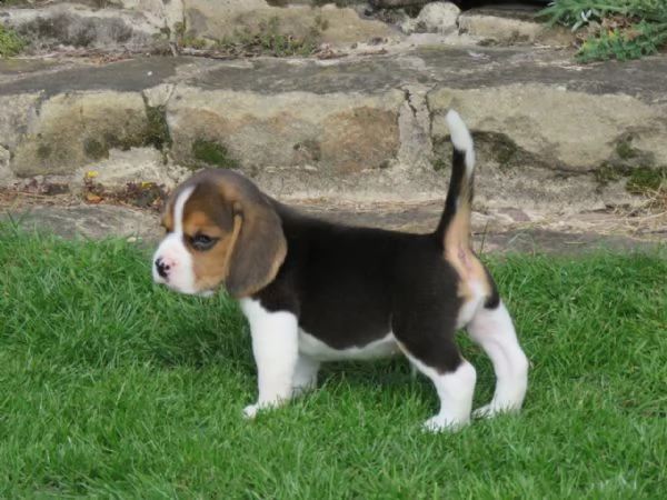 tre cuccioli di beagle cioccolato con pedigree | Foto 6