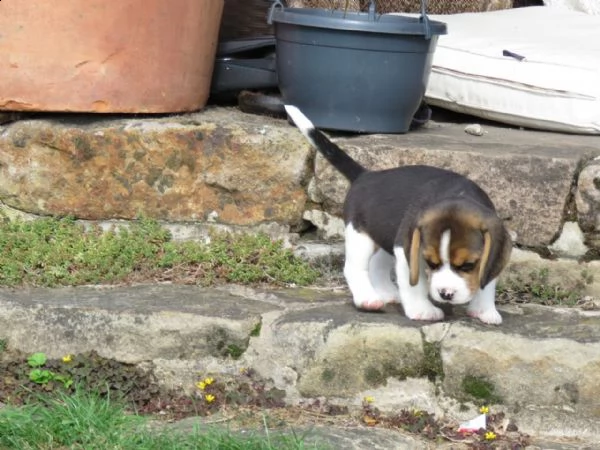 tre cuccioli di beagle cioccolato con pedigree | Foto 4