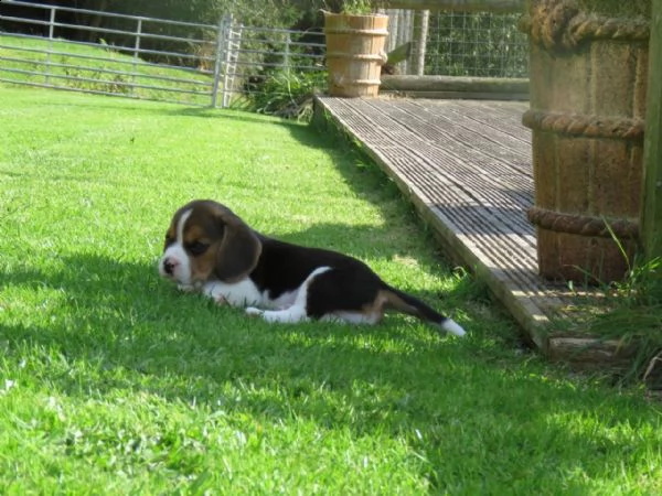 tre cuccioli di beagle cioccolato con pedigree | Foto 3