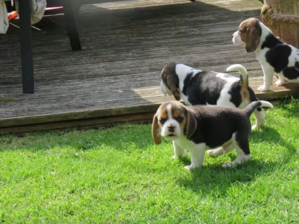 tre cuccioli di beagle cioccolato con pedigree | Foto 2