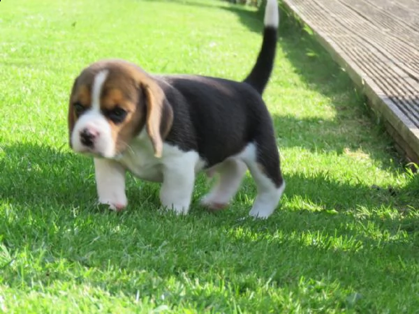 tre cuccioli di beagle cioccolato con pedigree