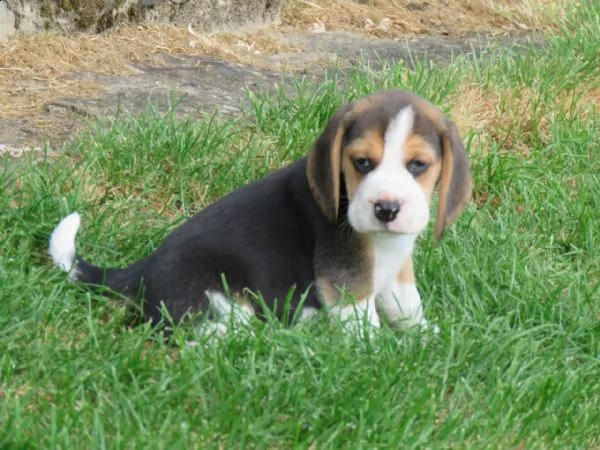 tre cuccioli di beagle cioccolato con pedigree | Foto 1