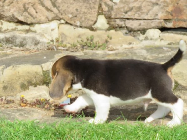 tre cuccioli di beagle cioccolato con pedigree | Foto 0