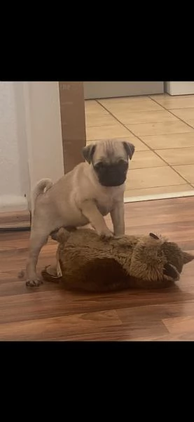 stupendi cuccioli carlino con pedigree | Foto 0