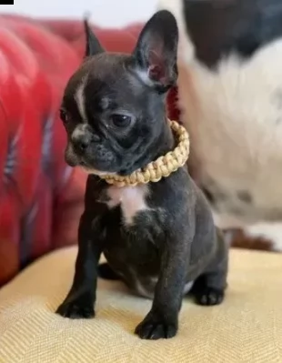 bouledogue francese nero di 3 mesi | Foto 1