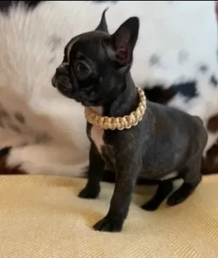 bouledogue francese nero di 3 mesi | Foto 0
