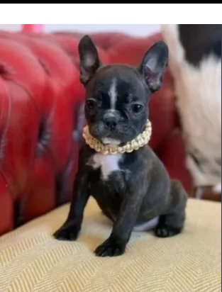 bouledogue francese nero di 3 mesi
