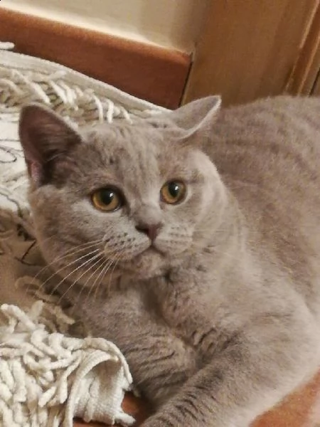 british shorthair