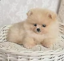 meravigliosi cuccioletti spitz pomerania toy