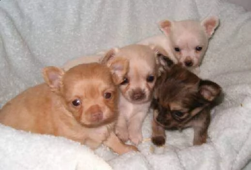 cuccioli di chihuahua pinchers