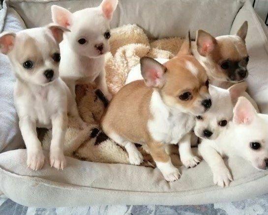 petite chihuahua di tre mesi