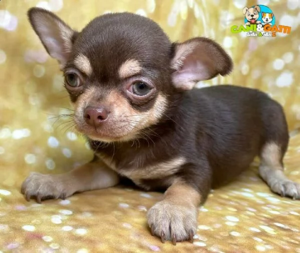 chihuahua toy cuccioli choco da 90 al mese