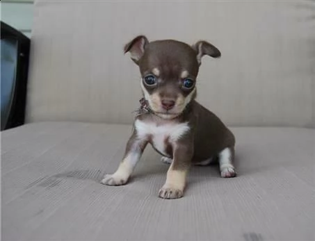 cuccioli di chihuahua, di 70 giorni, 