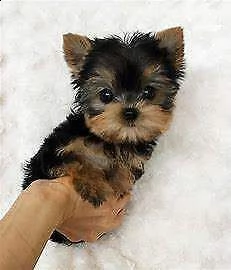 cucciolo di york shire mini toy buonissimo 
