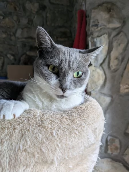 La simpaticissima Micia cerca casa | Foto 5