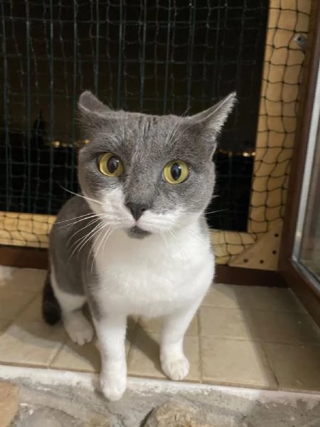 La simpaticissima Micia cerca casa | Foto 1