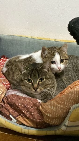 Mamma gatta e la coccola di mamma | Foto 4