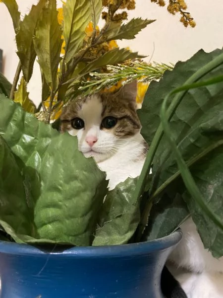 Mamma gatta e la coccola di mamma | Foto 3