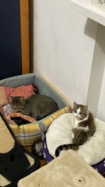 Mamma gatta e la coccola di mamma | Foto 1