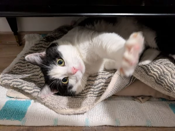 Mau micione timido buono e bello | Foto 3