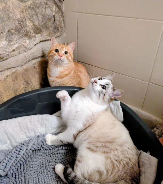 Spritz e Bailey bellissimi mici giovanotti