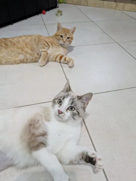 Spritz e Bailey bellissimi mici giovanotti | Foto 3