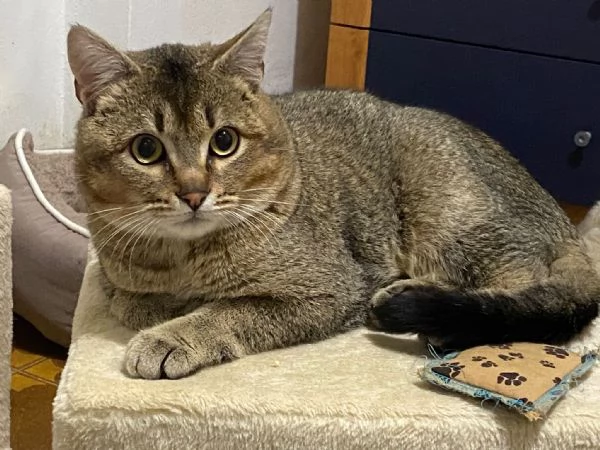 Bibó cerca adozione del cuore 