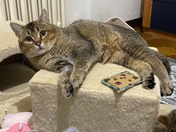 Bibó cerca adozione del cuore  | Foto 3