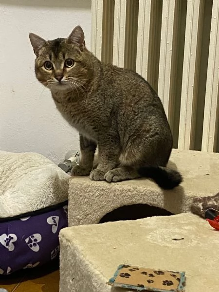 Bibó cerca adozione del cuore  | Foto 2