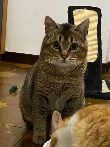 Bibó cerca adozione del cuore  | Foto 1