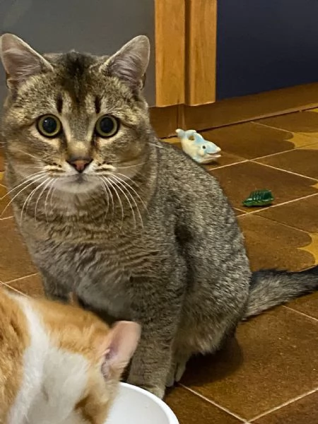 Bibó cerca adozione del cuore  | Foto 0