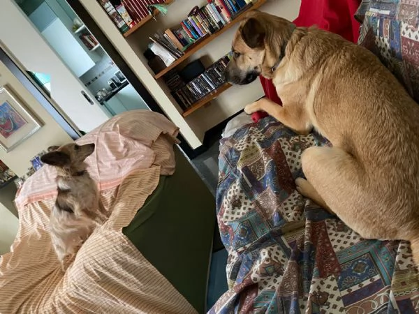 Una nuova famiglia per Carmen | Foto 3