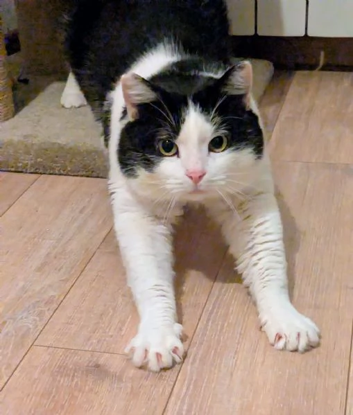 Mau micione timido buono e bello | Foto 0