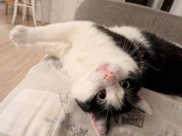 Mau micione timido buono e bello