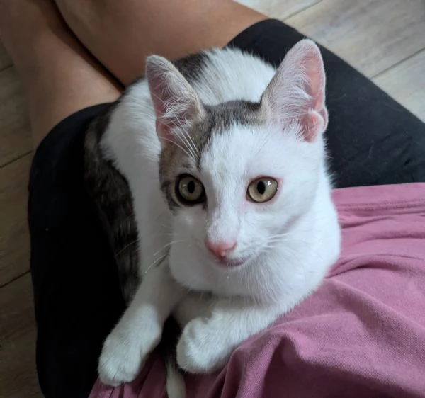 Quattro gattini stupendi cercano casa | Foto 6