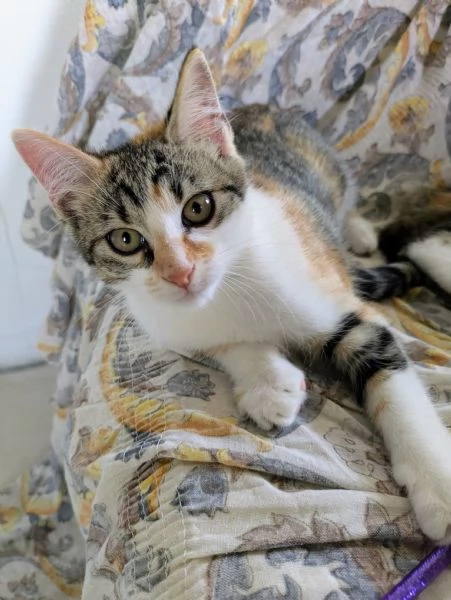 Quattro gattini stupendi cercano casa | Foto 5