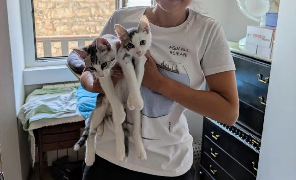 Quattro gattini stupendi cercano casa | Foto 4