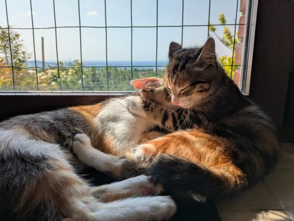 Quattro gattini stupendi cercano casa | Foto 2