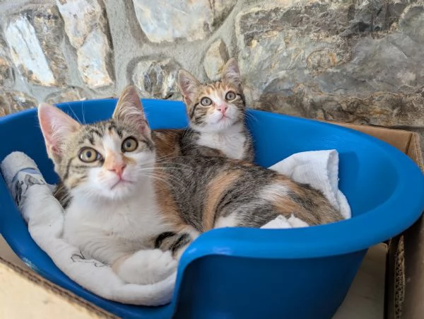 Quattro gattini stupendi cercano casa | Foto 1