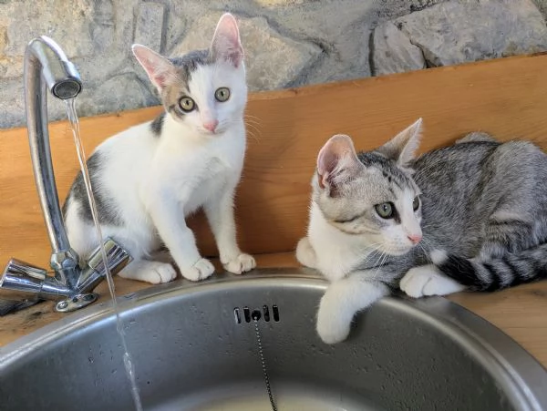 Quattro gattini stupendi cercano casa