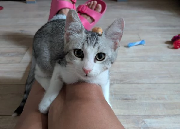 Quattro gattini stupendi cercano casa | Foto 0