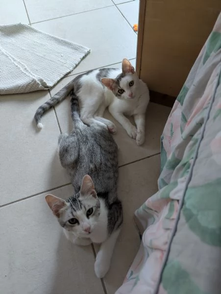I mervigliosi fratellini felini Piko e Bok | Foto 2