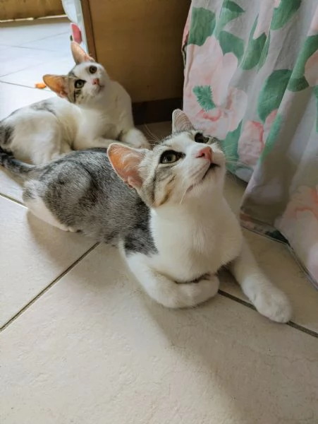 Piko & Bok: dalla radura al cuore di una famiglia! 