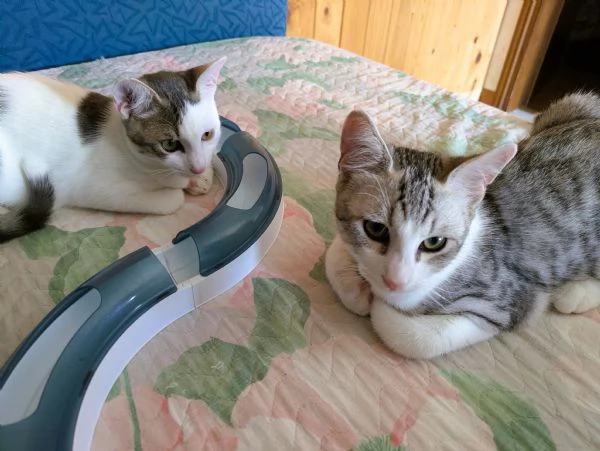 Piko & Bok: dalla radura al cuore di una famiglia!  | Foto 6