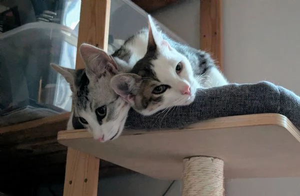Piko & Bok: dalla radura al cuore di una famiglia!  | Foto 4