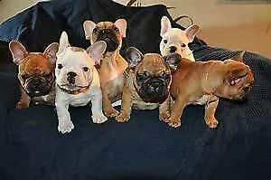 cucciolo di bull dog francese inteligentissimi 